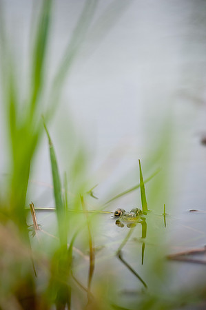 untitled shootSigns of Spring_REB6268-2