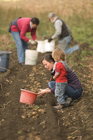 Potato Harvest-0690