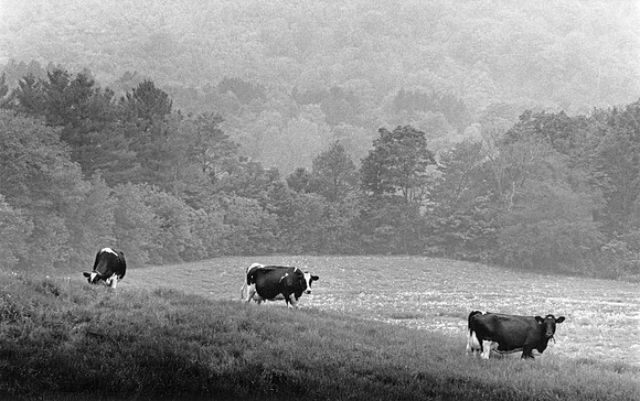 Vermont Morning