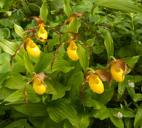 untitled shootLadyslippers-2066