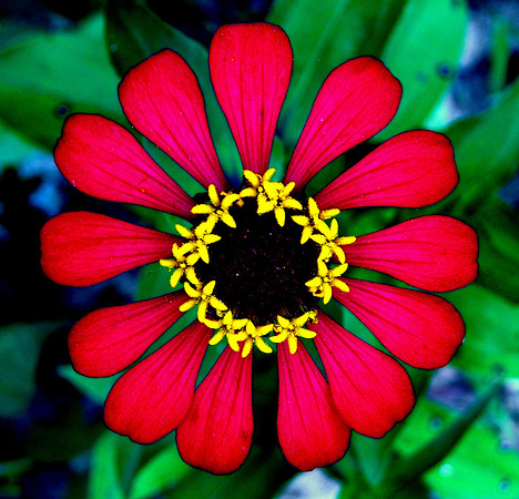 Flower II; Luang Namtha, Laos, 2008