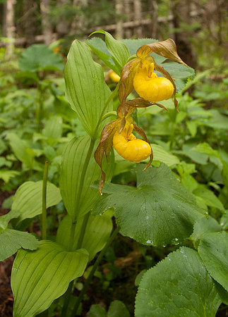 untitled shootLadyslippers-2015