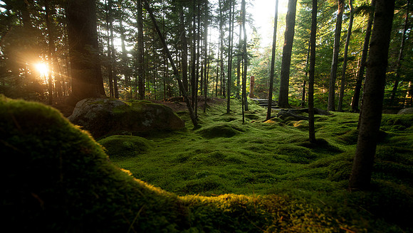 Garden_TCC3294