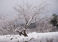 SnowDay_RED4315