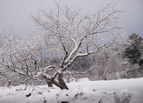 SnowDay_RED4315