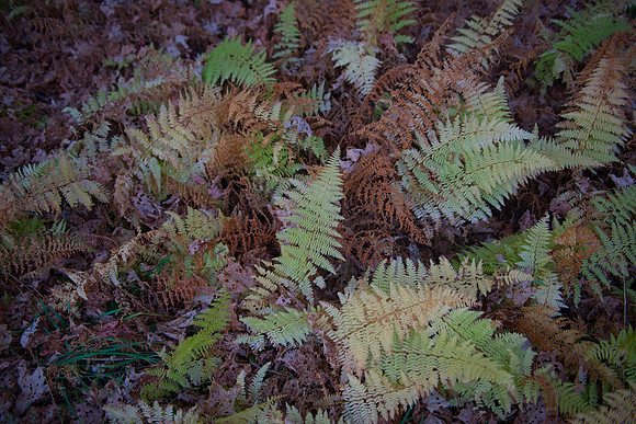Fall Details_RED7070