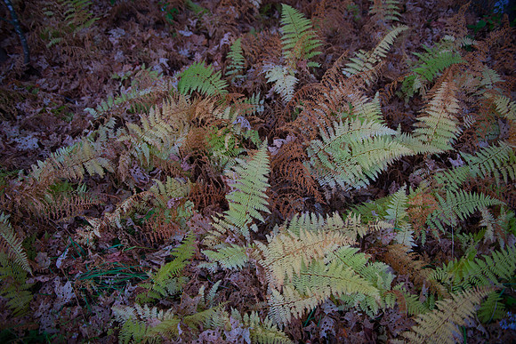 Fall Details_RED7071