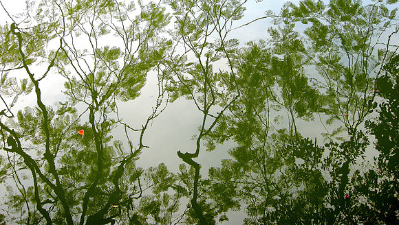 Lake reflection; Hanoi, Viet Nam, 2009