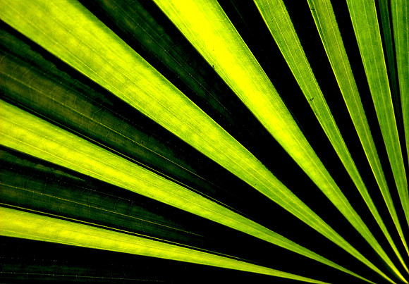 Leaf; Luang Prabang, Laos, 2008