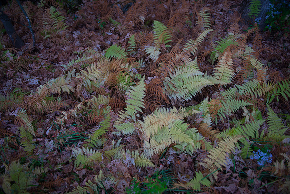 Fall Details_RED7072