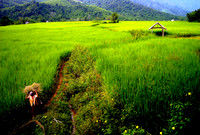 Bringing home the rice; Ban NaKaang, Laos, 2008