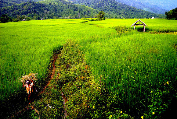 Bringing home the rice; Ban NaKaang, Laos, 2008