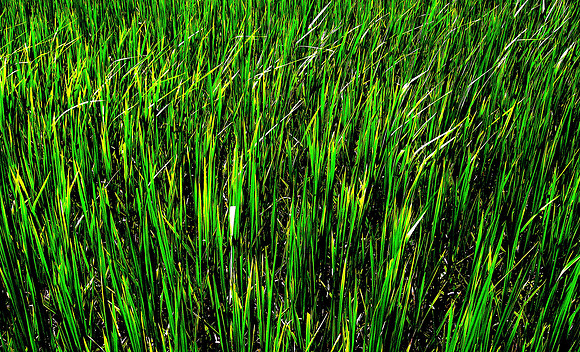 Rice paddy; Ban NaKaang, Laos, 2009