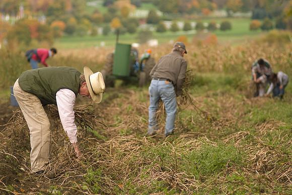 Potato Harvest-0641