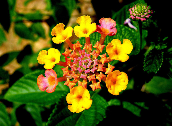 Flower I; Ban NaKaang, Laos, 2009