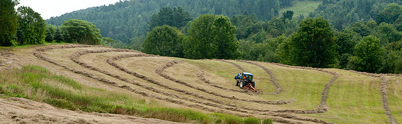 Tedding the Hay-3178