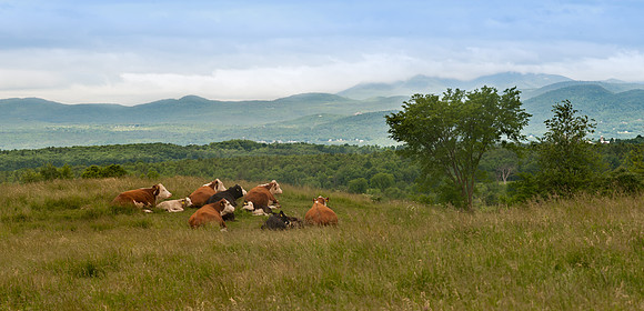 Blue Spruce Farm-19