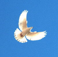 Dove