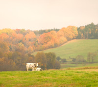 Cow_Panorama1