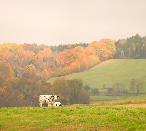 Cow_Panorama1