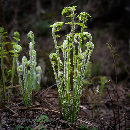 untitled shootSigns of Spring_REB6635