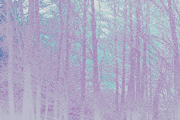 morning maples