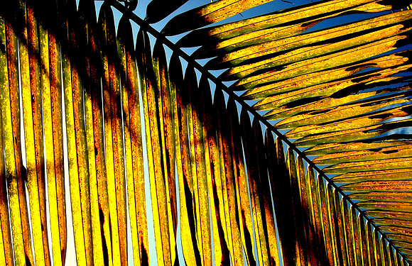 Palm frond; Don Khon, Laos, 2008