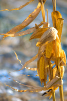 Gleanings