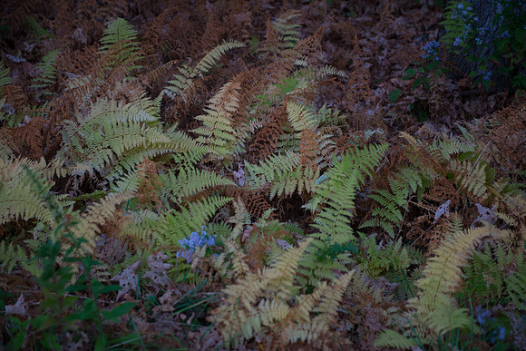 Fall Details_RED7058