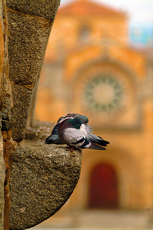 pigeons avilla6710