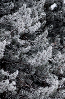 SnowDay_RED4251