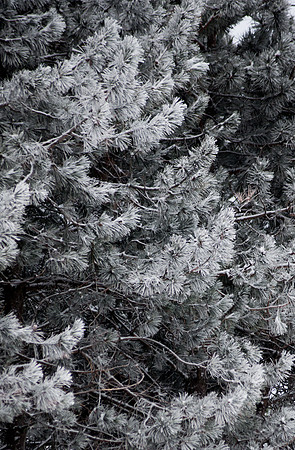 SnowDay_RED4251
