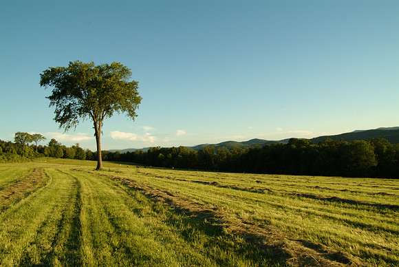 Bethel-Tree and Field