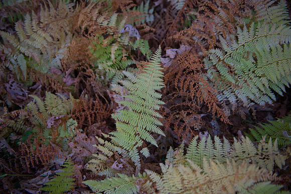Fall Details_RED7067