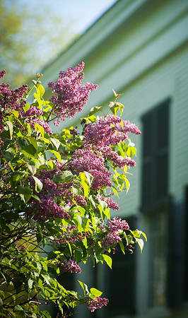 untitled shootLilac Blossoms_REB9721