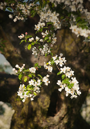 untitled shootApple Blossoms_REB9623