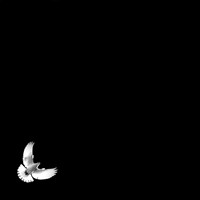 Dove 3