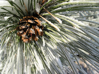 winter pine