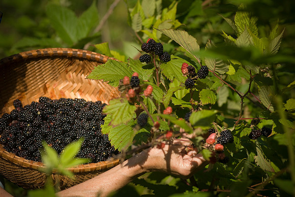 Braintree-Blackberry Picking