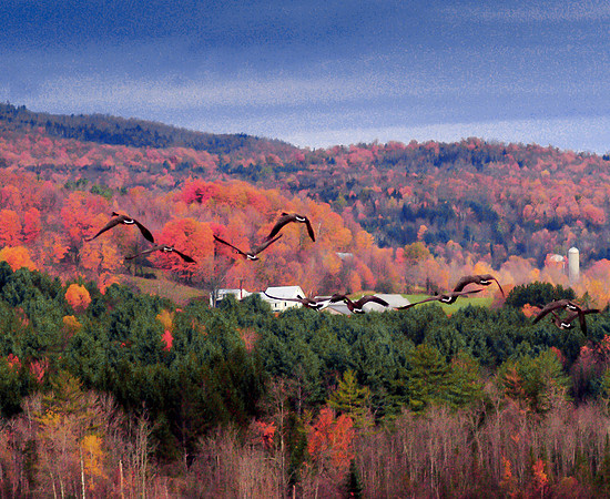 fall geese hotizontal
