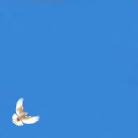 Dove 2