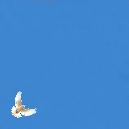 Dove 2