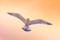 star gull