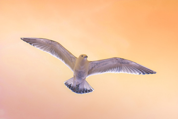 star gull