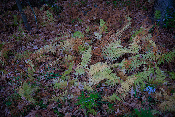 Fall Details_RED7073