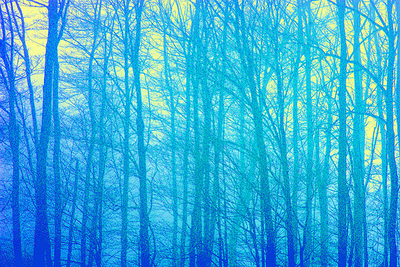 morning maples 0107c