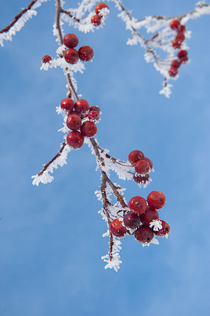 Rime Ice-6531