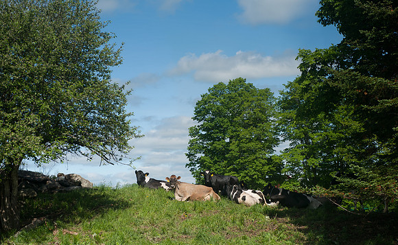 Maple Grove Farm - Derby, Vt_REB4196E