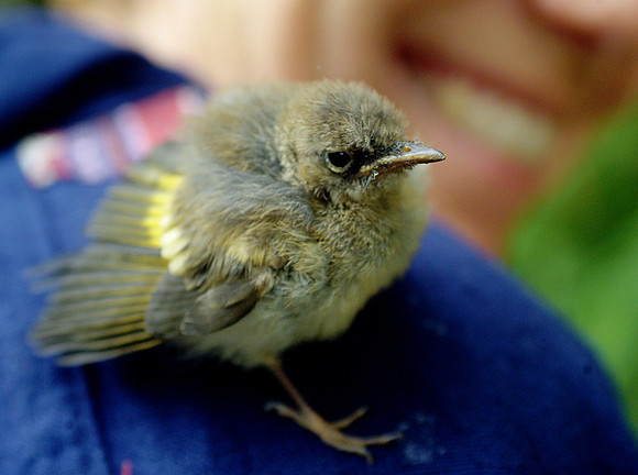 The Singing Bird Will Come
