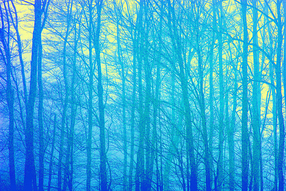 morning maples